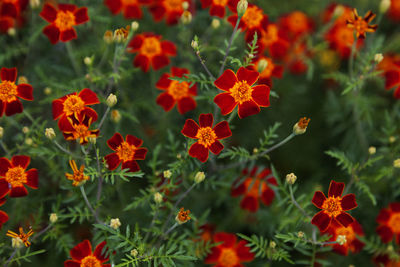 Many small red and orange flowers in a sea of green