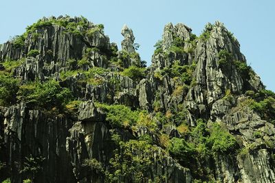 Low angle view of lush foliage against clear blue sky