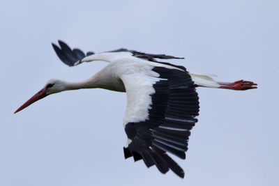 Low angle view of pelican flying against clear sky