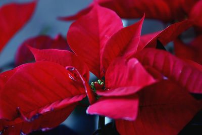 Close-up of red flowering plant