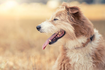 Close-up of a dog looking away