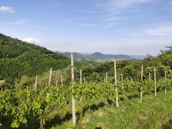Scenic view of vineyard against sky