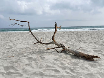 Driftwood on beach against sky