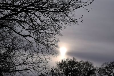 Low angle view of silhouette bare tree against sky