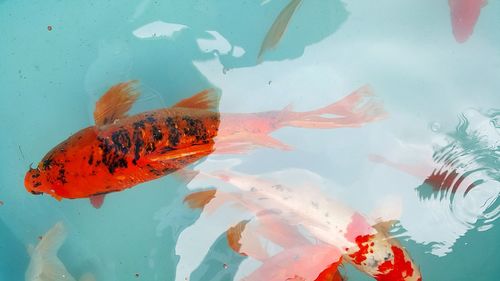 Close-up of koi fish in water