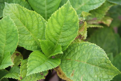 Close-up of green leaves