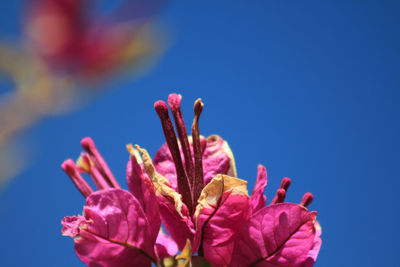 Close-up of pink flowering plant against blue sky