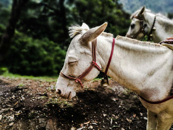 View of a horse on field