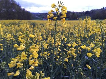 Yellow flowers growing in field