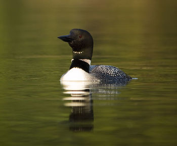 Close-up of loon swimming on lake