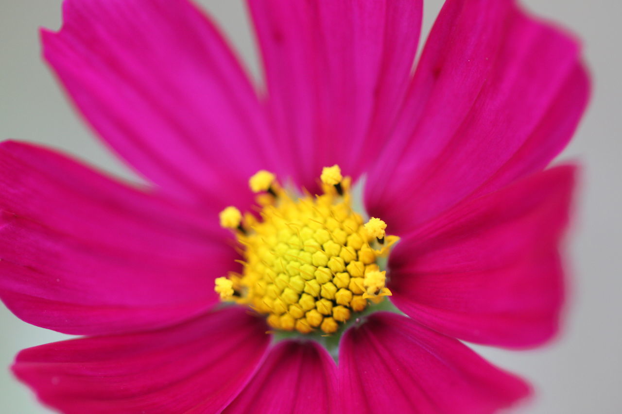 CLOSE-UP OF PINK FLOWER WITH YELLOW POLLEN