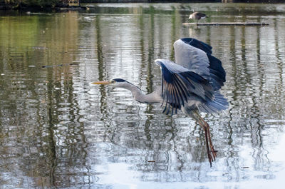 High angle view of gray heron by lake