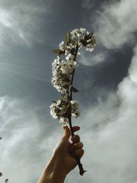 Close-up of hand holding wilted plant against sky