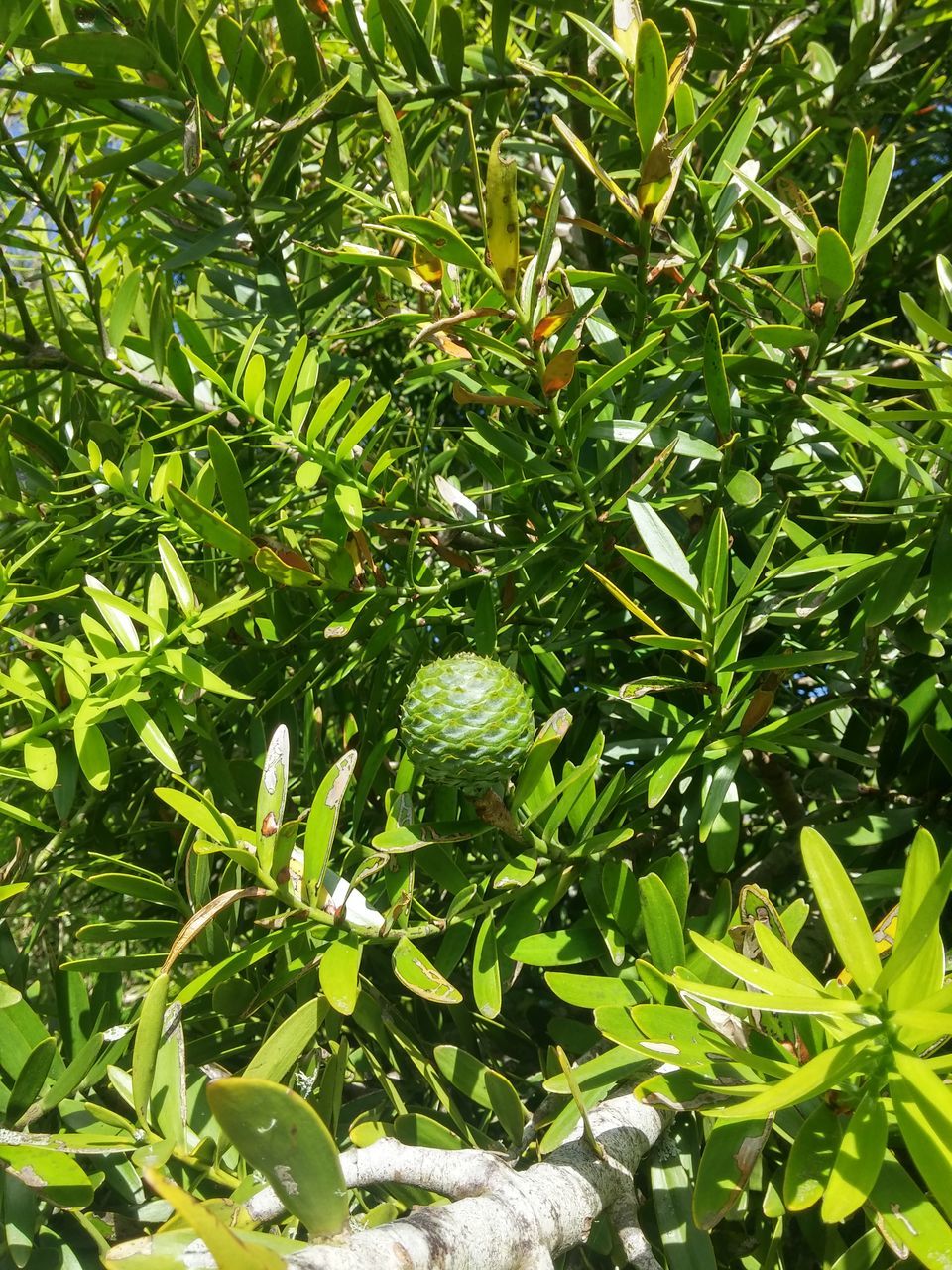 LOW ANGLE VIEW OF TREE