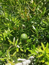 Low angle view of fruits on tree