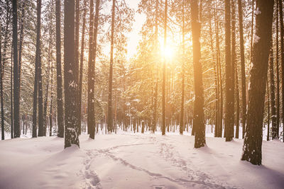 Trees in forest