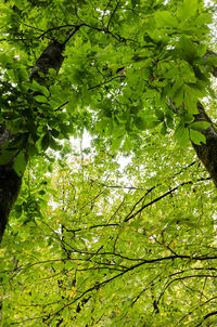 Low angle view of trees in the forest