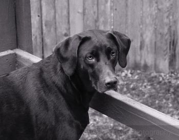 Close-up portrait of dog