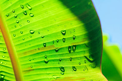 Close-up of raindrops on green leaves