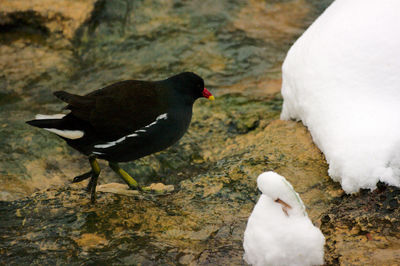 Close-up of swan perching on shore
