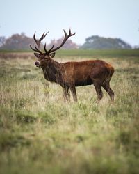 Deer on a field