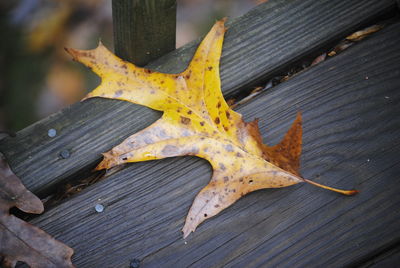 Close-up of lizard on wood