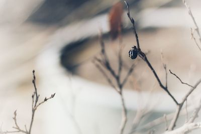 Close-up of insect on twig