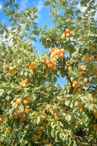 Low angle view of fruits growing on tree against sky