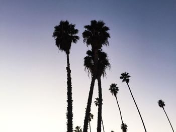 Low angle view of palm trees against blue sky