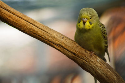 Close-up of parrot perching on branch