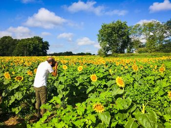 Rear view of man photographing sunflowers on land during sunny day