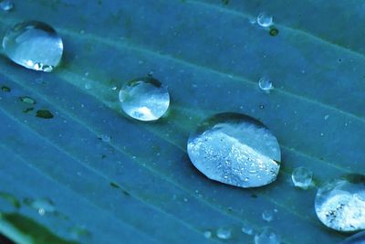 Close-up of water drops on leaf