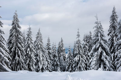 Trees on field against sky during winter