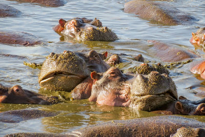 Hippopotamuses swimming in lake