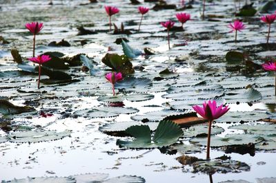 Close-up of pink water lily in lake