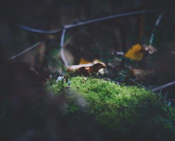 Close-up of plant in forest