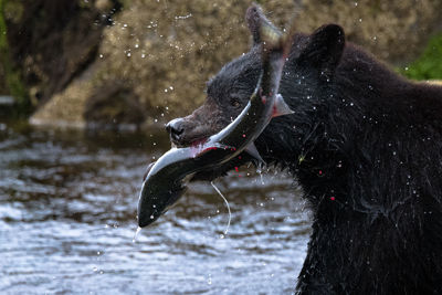 Close-up of dog drinking water