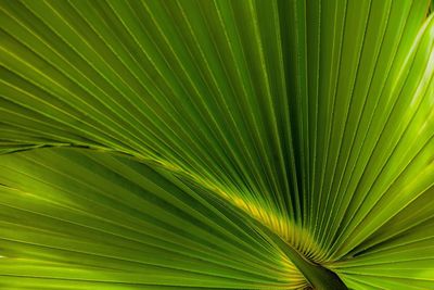 Full frame shot of palm leaves