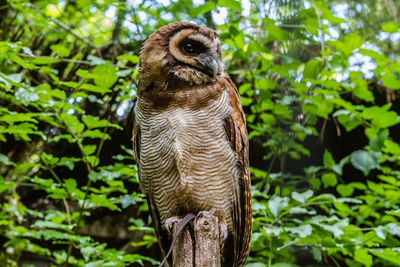 Bird perching on a tree