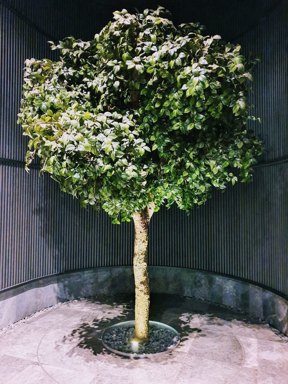 CLOSE-UP OF POTTED PLANT AGAINST TREE