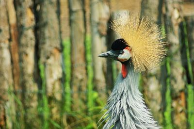 Close-up of bird