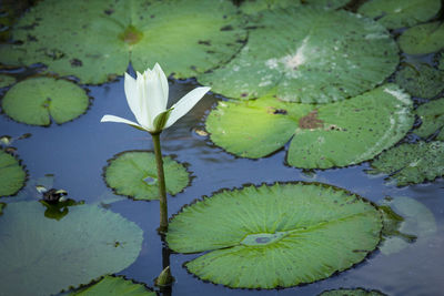 High angle view of lily pads in lake