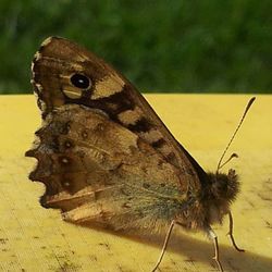 Close-up of butterfly on leaf