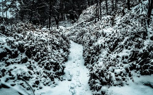Snow covered trees in forest