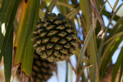 Screw pine fruit pandanus utilis grows on a tree in southeastern florida but can also be found 