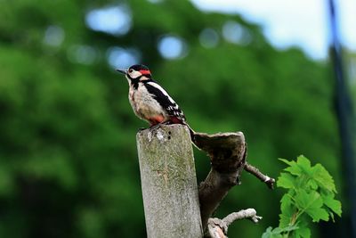 Close-up of bird perching on branch