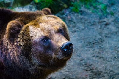 Close-up of bear