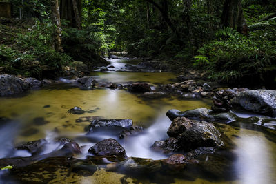 River flowing through rocks in forest