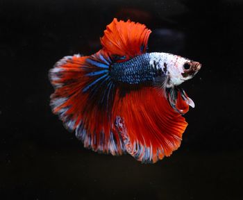 Siamese fighting, thai betta fish with beautiful  ready to fight in the black background isolate,