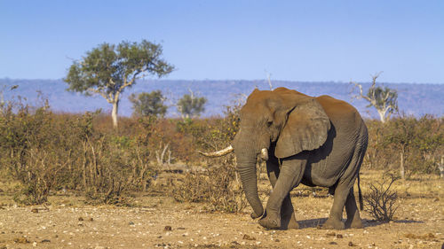 View of elephant on field